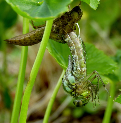 Southern Hawker Dragonfly emerging from its larval skin