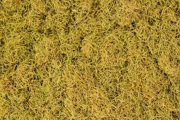 Verde syntethic fibras - foto de acervo