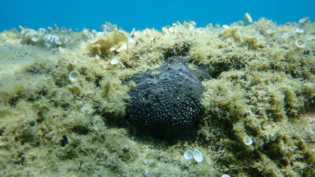istock Black leather sponge (Sarcotragus spinosulus) undersea, Aegean Sea 1859666539