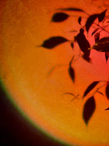 istock Rainbow light on the wall with shadows of leaves 1859666546