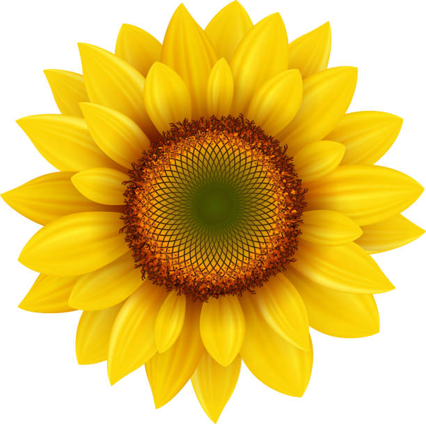 ilustrações de stock, clip art, desenhos animados e ícones de sunflower - stamen