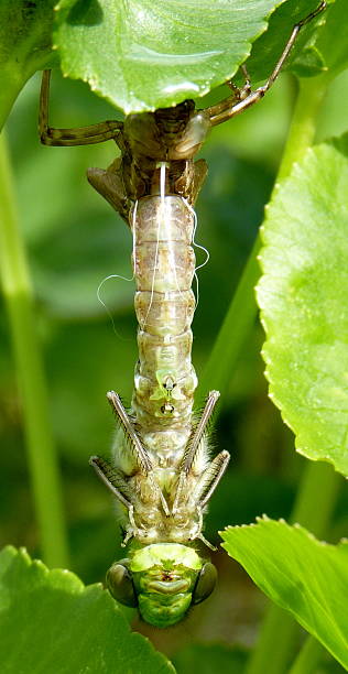 istock Southern Hawker Dragonfly emerging from its larval skin 185967520