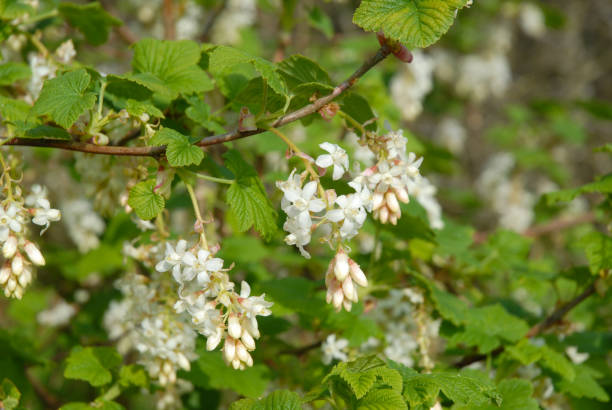 istock Ribes sanguineum, White icicle, also known as Flowering Currant 1859676408