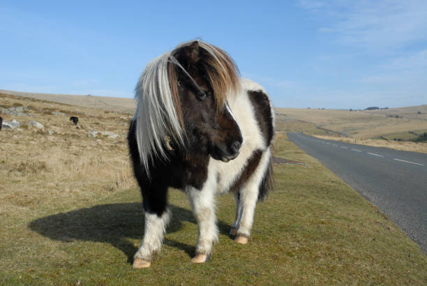 portrait of beautiful basque horse pottok in countryside mountains eating grass in basque country, france