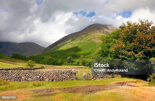 Wasdale Cabeza Foto de stock y más banco de imágenes de Agricultura - Agricultura, Aire libre, Animal doméstico