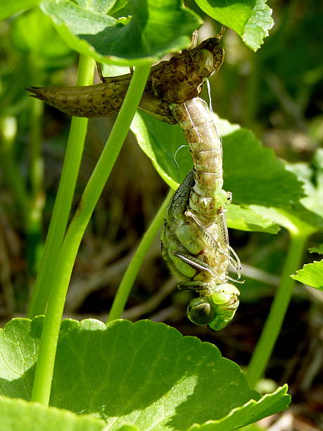 istock Southern Hawker dragonfly emerging from its larval skin 185968179