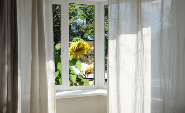 istock View from the window, yellow sunflowers on a green lawn. 1859683156