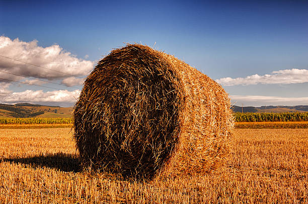 istock Hay Bale On The Field (HDR Version) 185969294