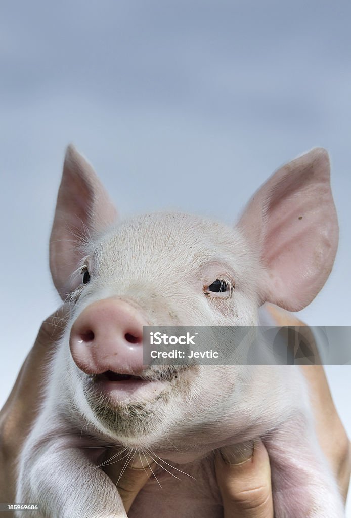 Smiling piglet White piglet in girls hands in sky Animal Stock Photo