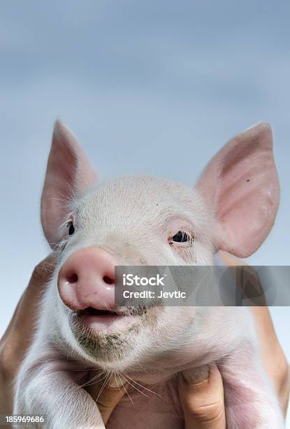 Smiling Piglet Stock Photo - Download Image Now - Animal, Animal Body Part, Animal Ear