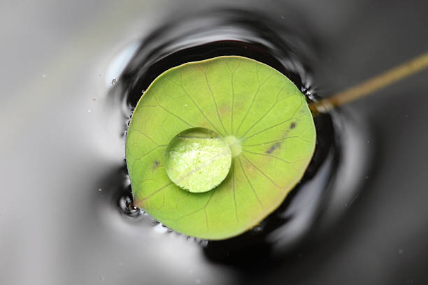 istock Water drops on green lotus leaf 185970001