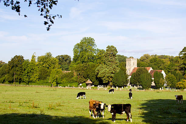 istock Calves in a Field with Trees and Church 185970344