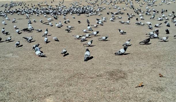 istock Group of Pigeons 1859707516