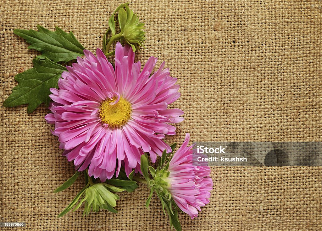 Rose aster sur toile - Photo de Affectueux libre de droits