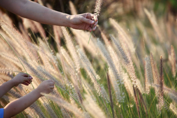 istock mother hand and son with grass flower 1859710142