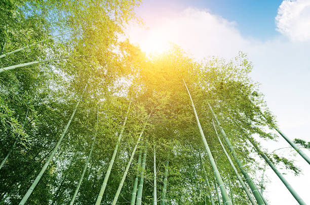 竹 - forest sunbeam tree light ストックフォトと画像
