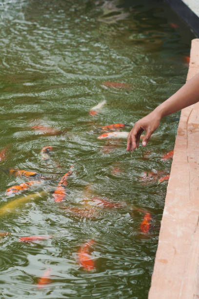 istock feed the fish in the pond. Colorful decorative fish float in an artificial pond, view from above 1859711711