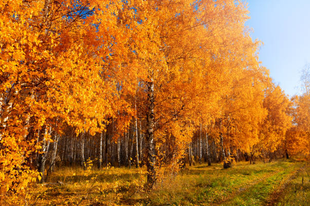 Autumn landscape in a birch grove. Seasonal sunny weather. Bright orange and yellow foliage. Leaves fallen to the ground. Path in the park.