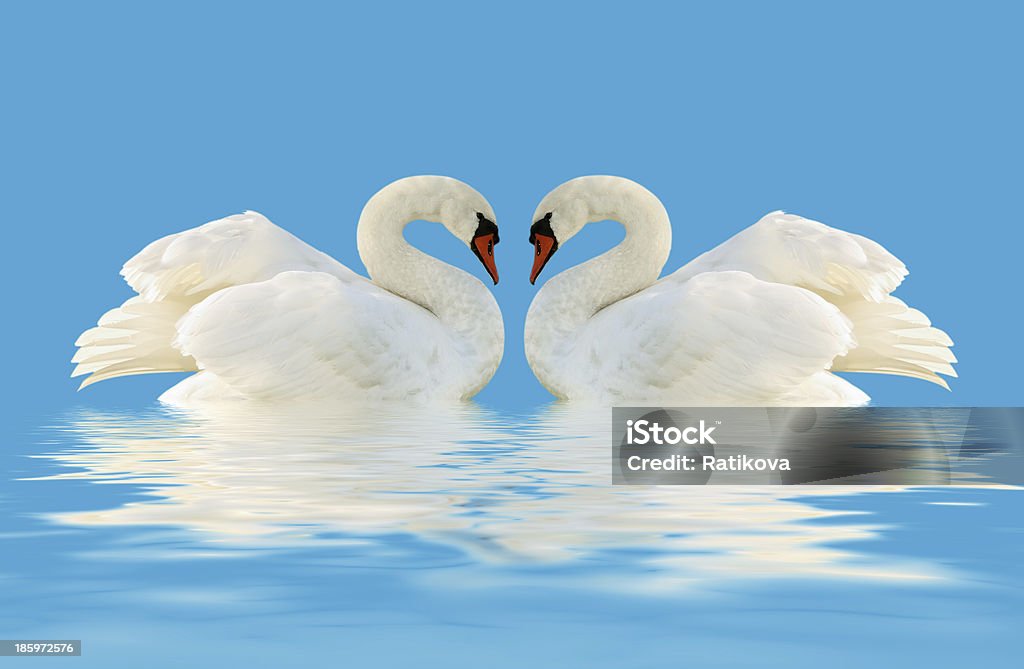 White swans. Two swans on the blue surface. Angel Stock Photo