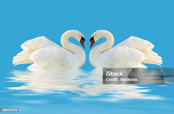 White Swans Stock Photo - Download Image Now - Angel, Animal, Artificial