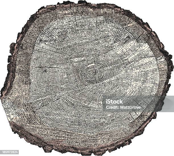 Tree Xsection Stock Illustration - Download Image Now - Tree Ring, Tree Stump, Cross Section