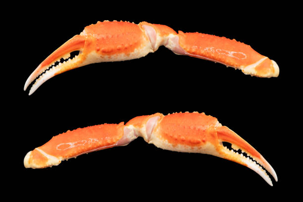 istock Cooked Peruvian Southern King crab leg isolated on a black background. Crab claws isolated on black background 1859728837