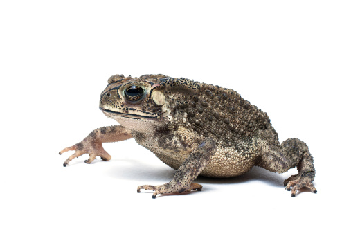 Amphibians portraits: European green toad Bufote viridis