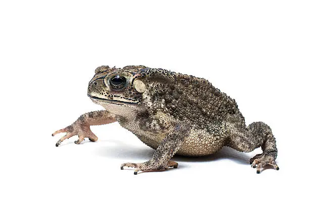 Photo of Toad
