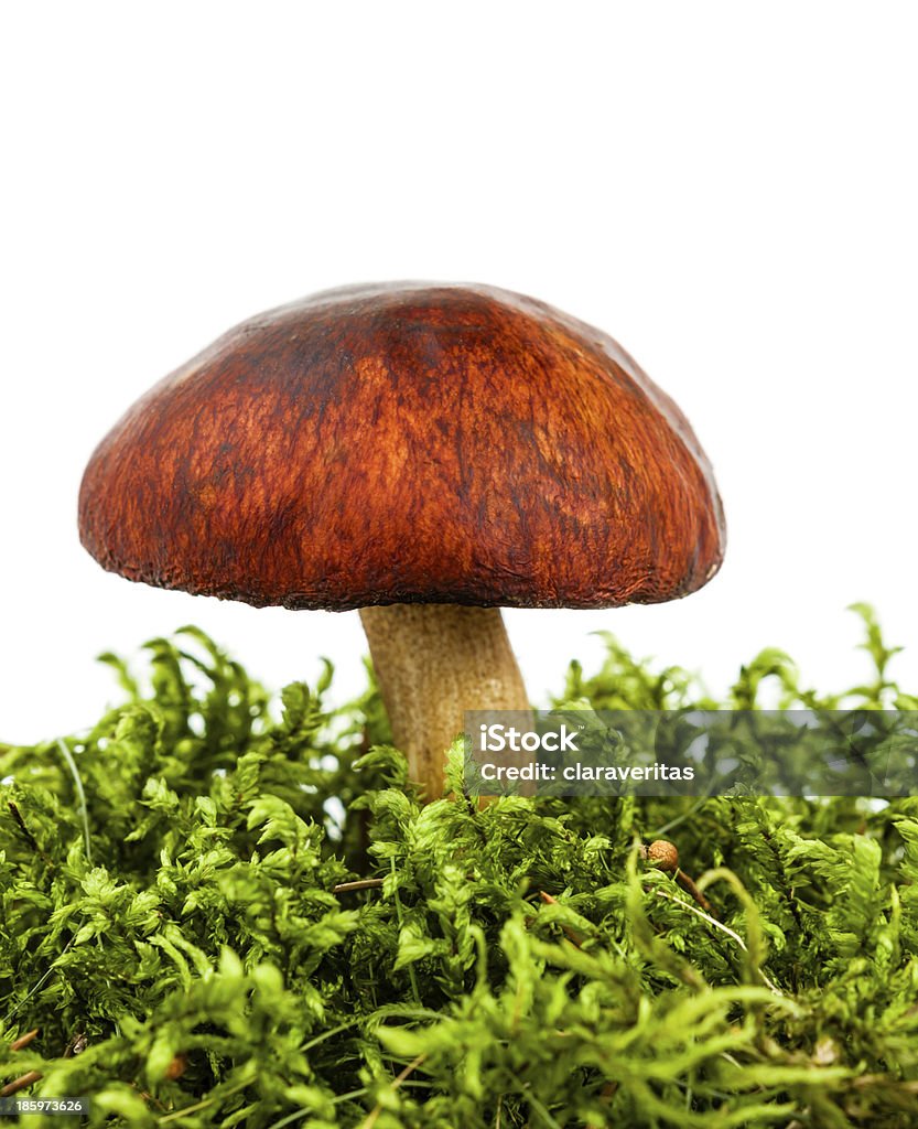 mushroom isolated forest mushroom in green moss isolated on white background Autumn Stock Photo
