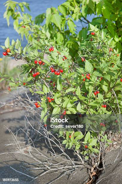 Nightshade Bush Con Bayas Foto de stock y más banco de imágenes de Aire libre - Aire libre, Arbusto, Baya