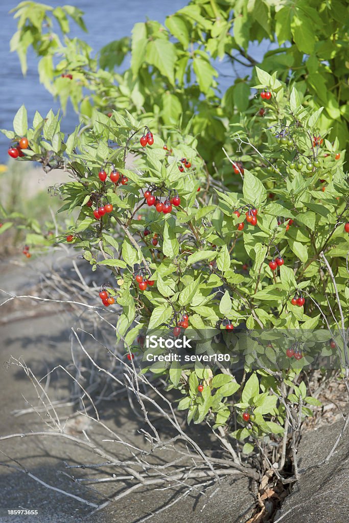 Nightshade bush com frutas vermelhas - Foto de stock de Arbusto royalty-free