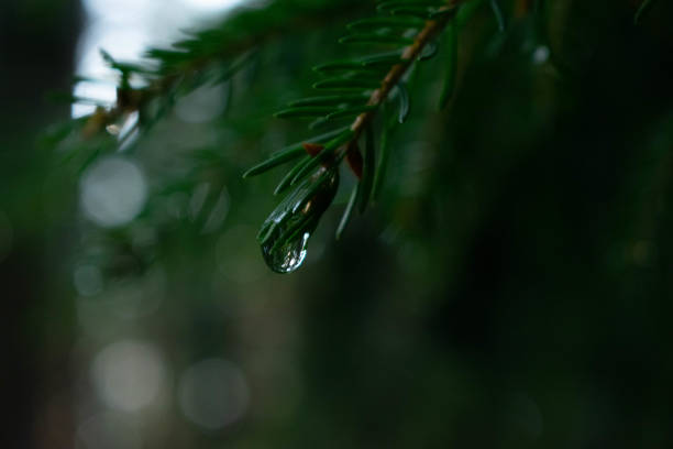 Delicate water drops hanging on a green pine needle after a refreshing rain