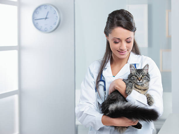 istock Veterinarian holding a healthy gray long-haired tabby cat 185973964