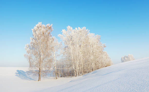 istock Sunny winter landscape with white trees 185974015