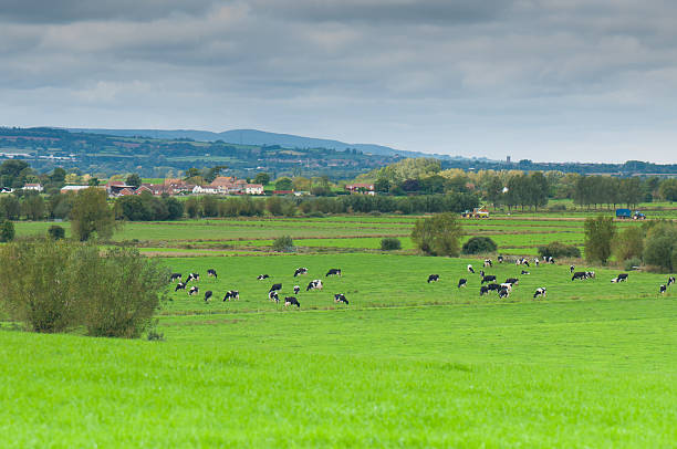 istock English landscape with cows 185974130