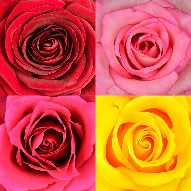 Macro of Four Rose Flowers Backgrounds