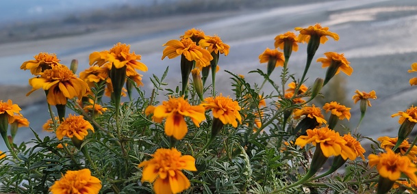 images of plant and flowers