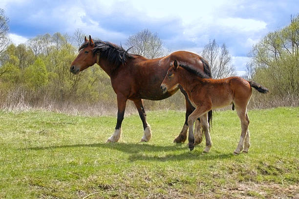 istock landscape with  horses: mare and her foal on green grass 185974592