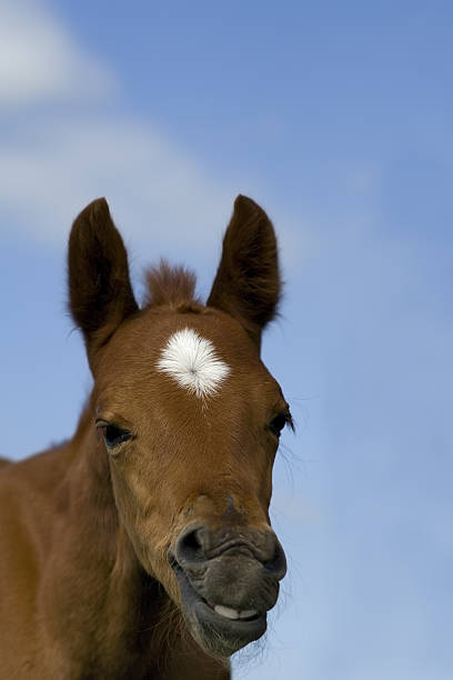 young horse with open mouth . It with a very funny expression on his face
