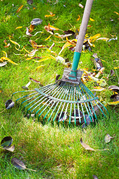 cleaning green lawn from dead leaves