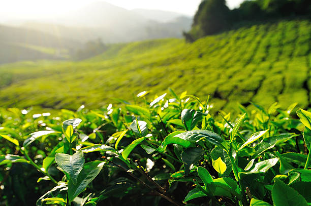 Tea Plantation Fields at Sunrise stock photo