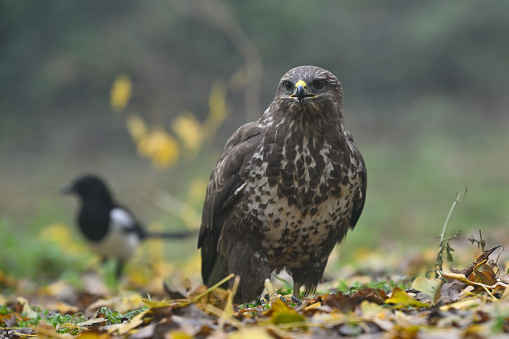 Eurasian Buzzard and a magpie in the background