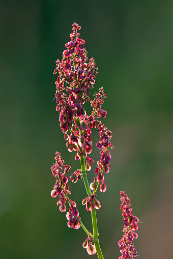 fireweed flowering spike isolated on whiet