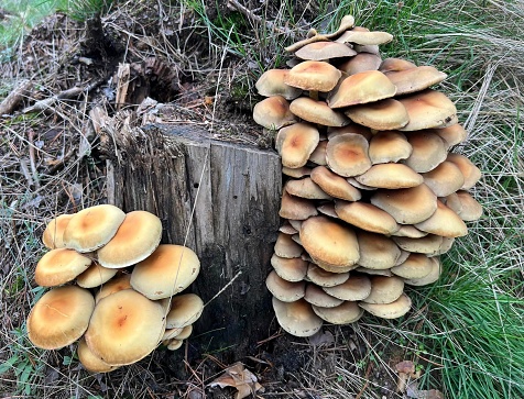 Kuehneromyces mutabilis (synonym: Pholiota mutabilis), commonly known as the sheathed woodtuft, is an edible mushroom that grows in clumps on tree stumps or other dead wood
