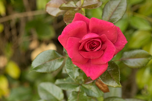 Magenta Rose stock photo
