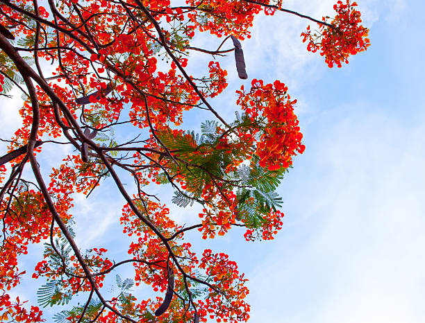 istock Royal Poinciana 185978433