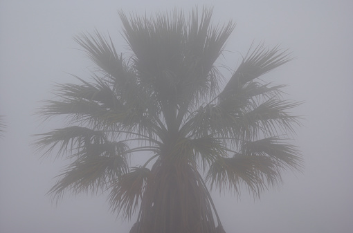 A palm tree on a misty morning in Madeira