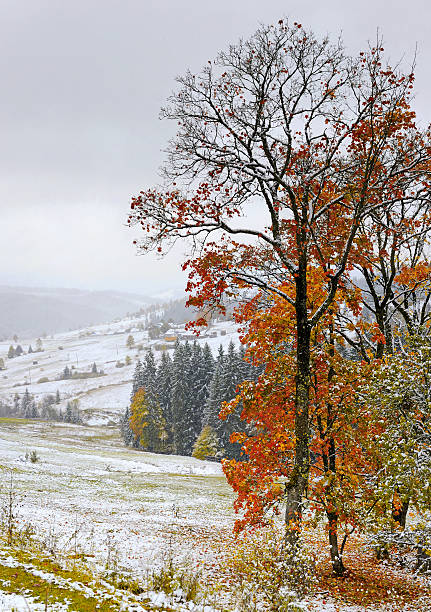 istock First snow forest in the mountains 185979539