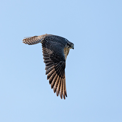 Daytime side view close-up of a single saker falcon (Falco cherrug Gray) flying with spread wings down against a clear blue sky, its head turned downwards looking down for prey
