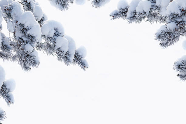 Christmas tree in the snow isolated on a white background. greeting card.